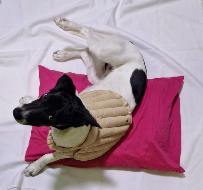 Mascota Zen